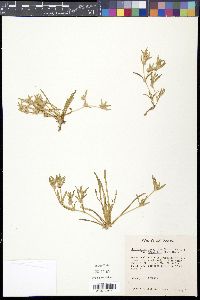 Guilleminea lanuginosa var. tenuiflora image