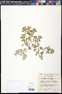 Guilleminea densa var. aggregata image