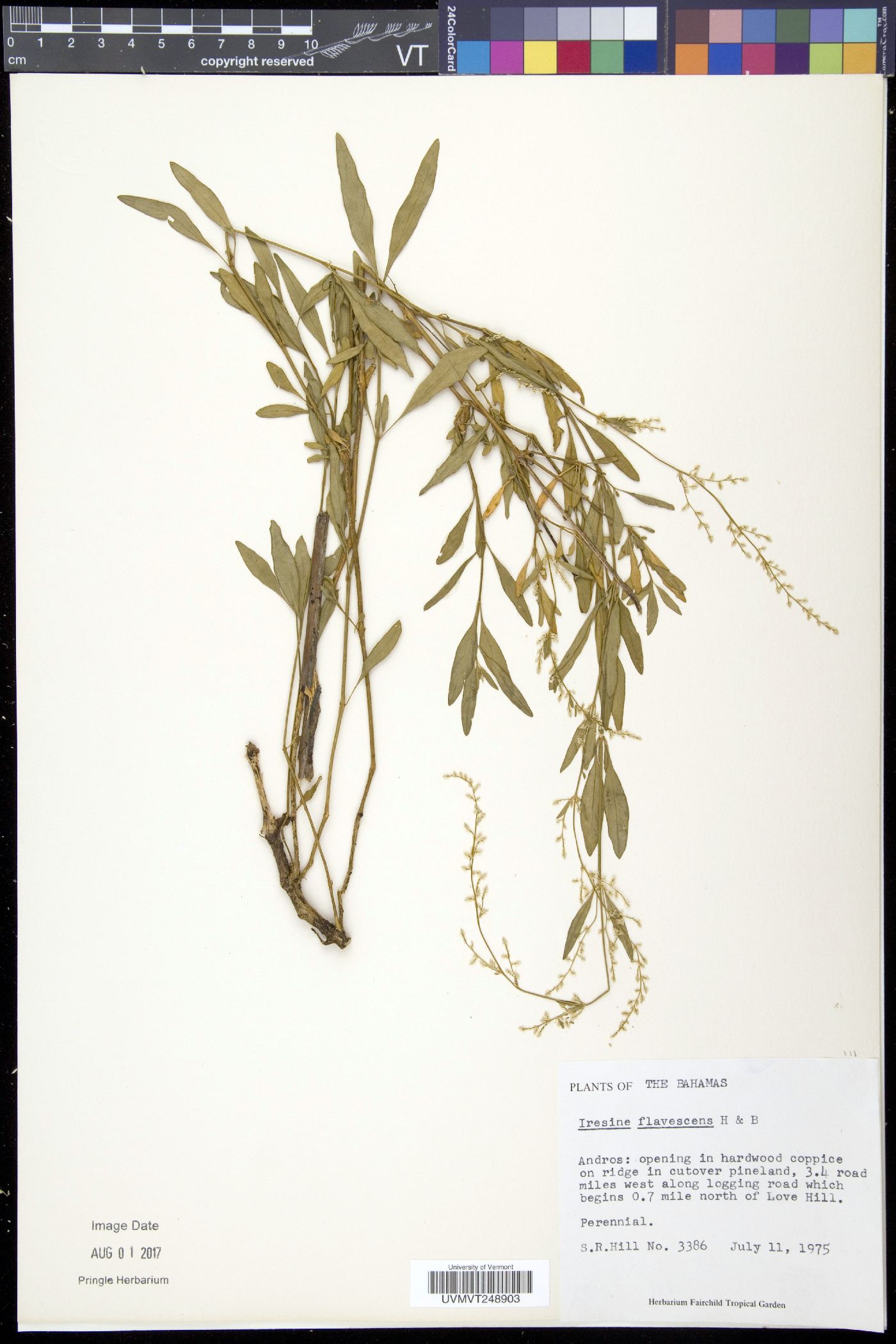 Iresine flavescens image
