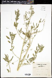 Chenopodium ficifolium image