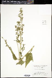 Chenopodiastrum hybridum image