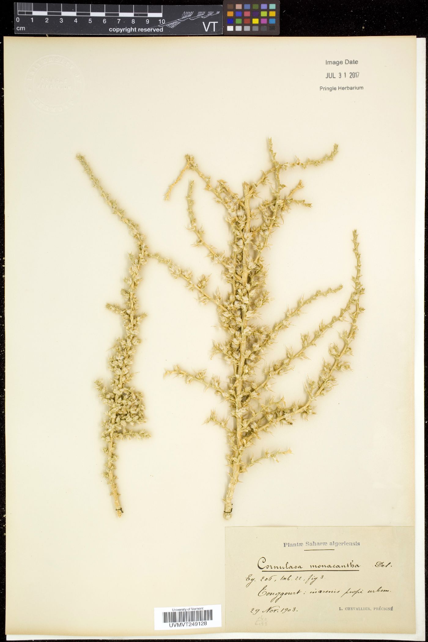 Cornulaca image