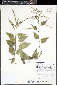 Media resource of Deeringia arborescens