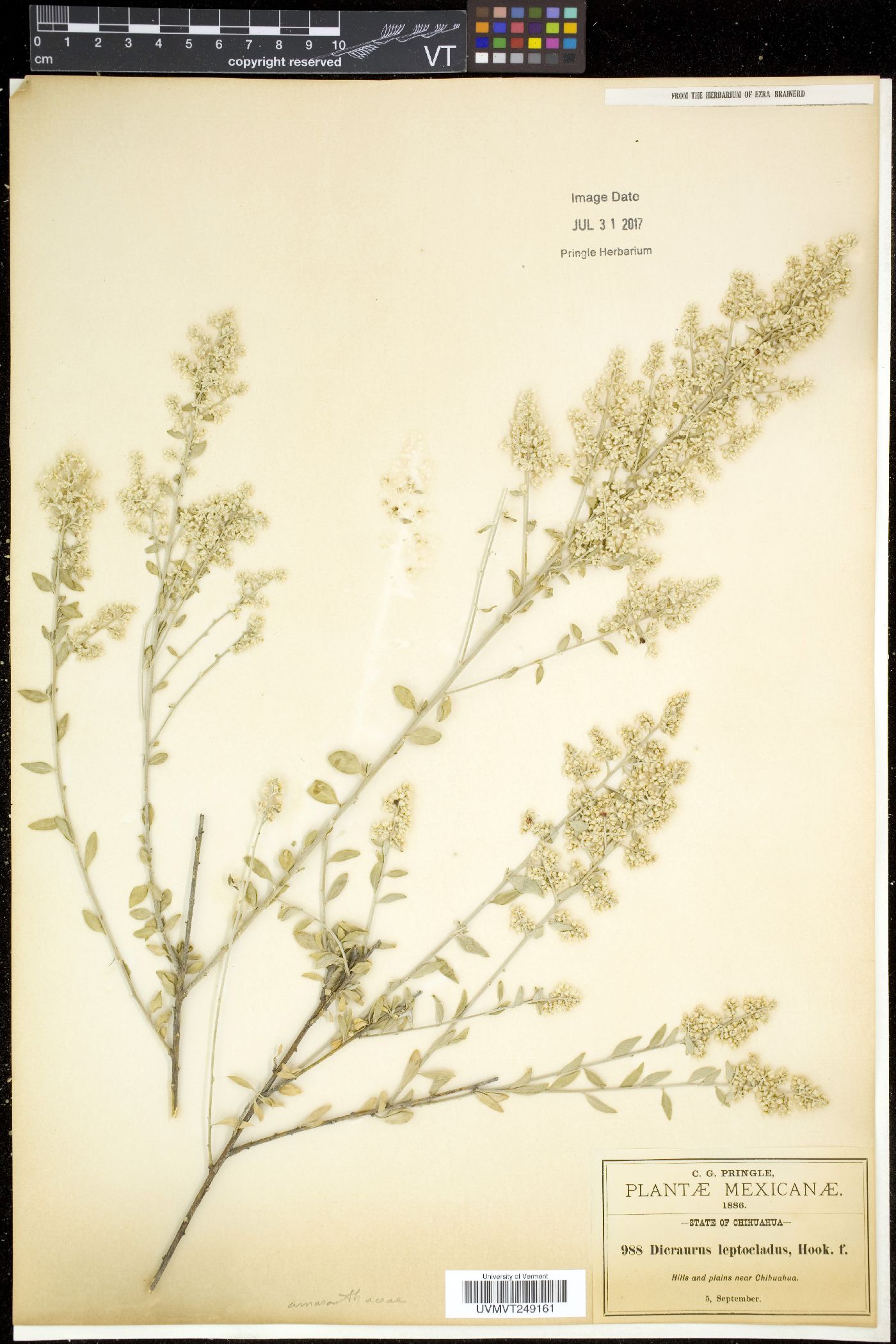 Dicraurus image