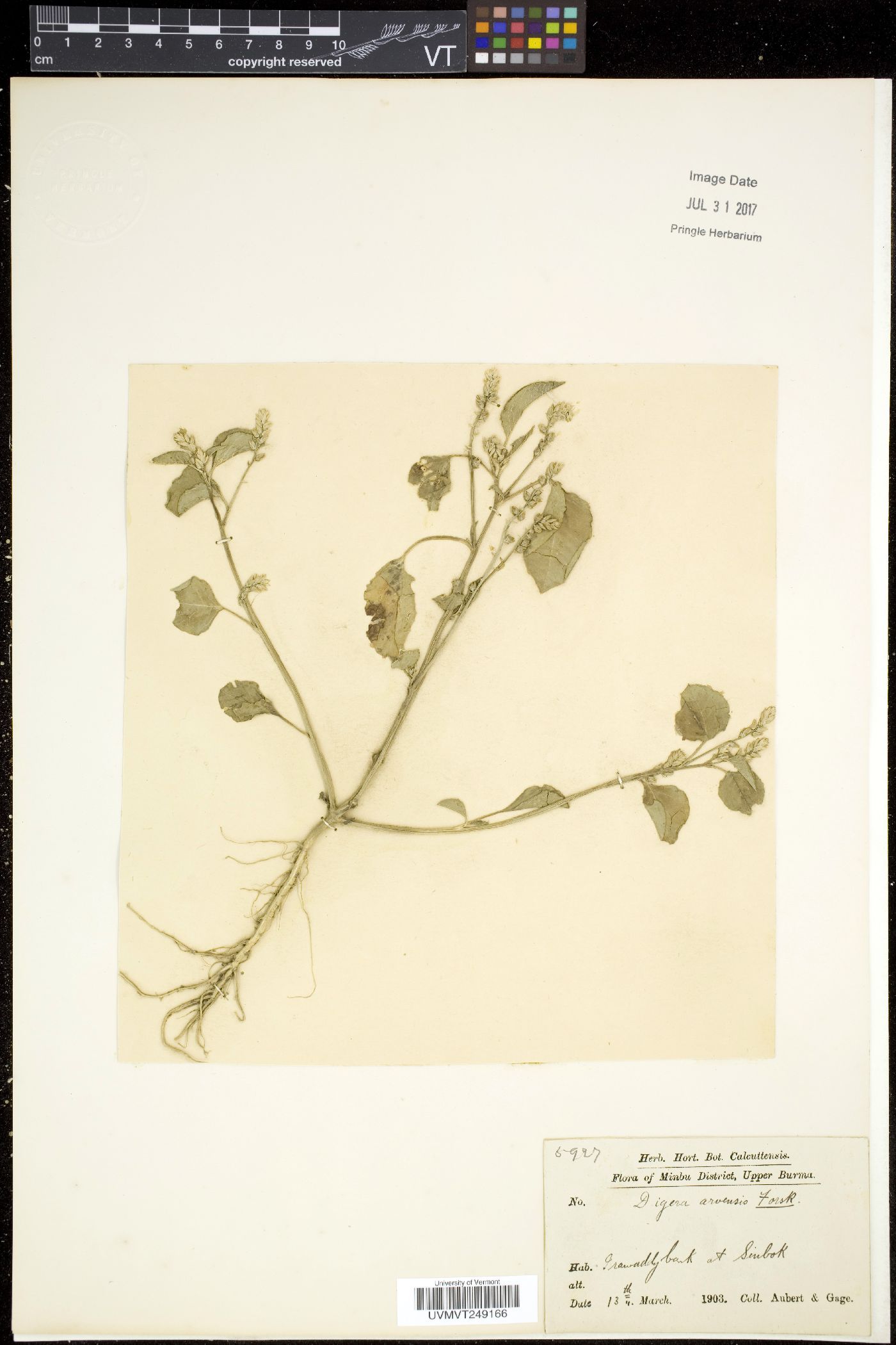 Digera arvensis image