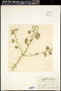 Digera arvensis image
