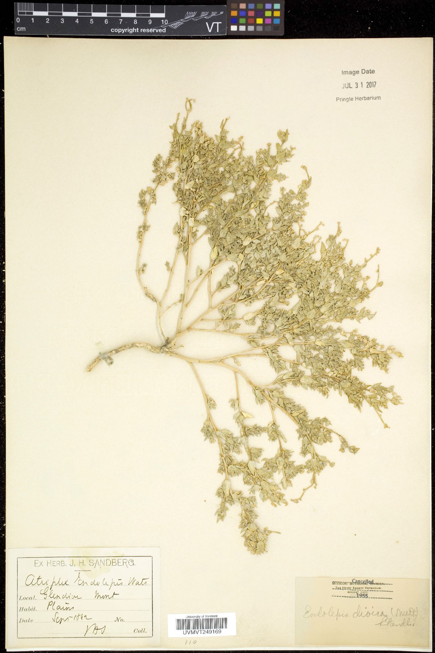 Endolepis image