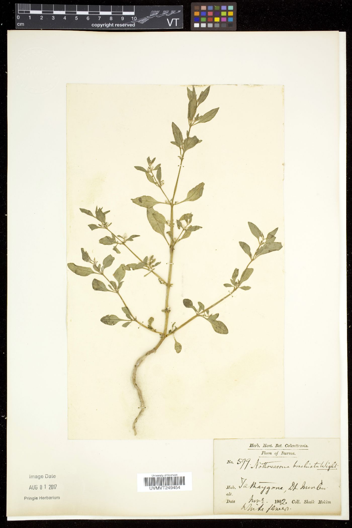 Nothosaerva brachiata image