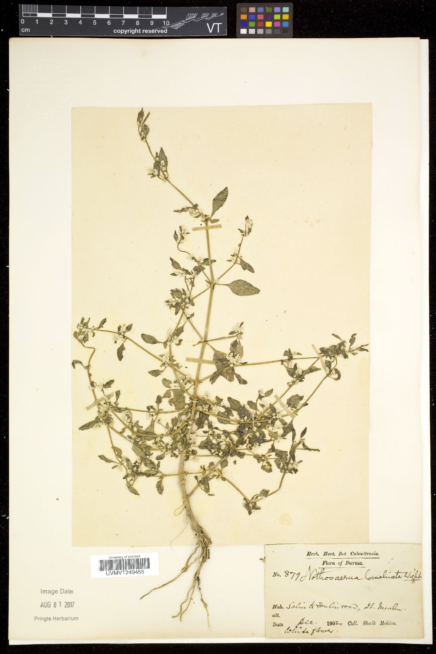 Nothosaerva brachiata image