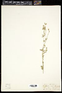Psilotrichum trichotomum image