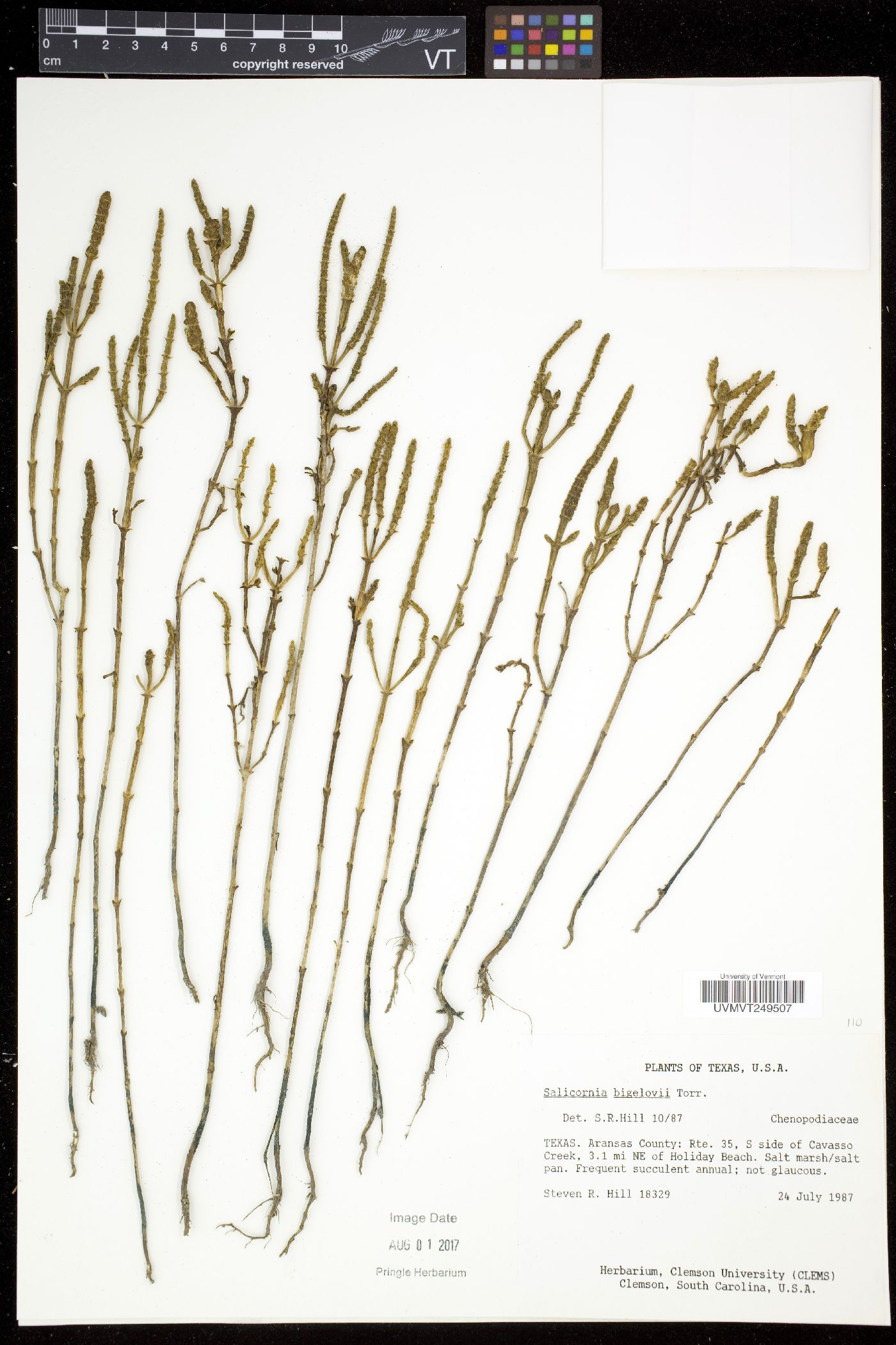 Salicornia bigelovii image