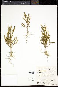 Salicornia bigelovii image