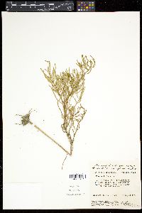 Salicornia europaea image