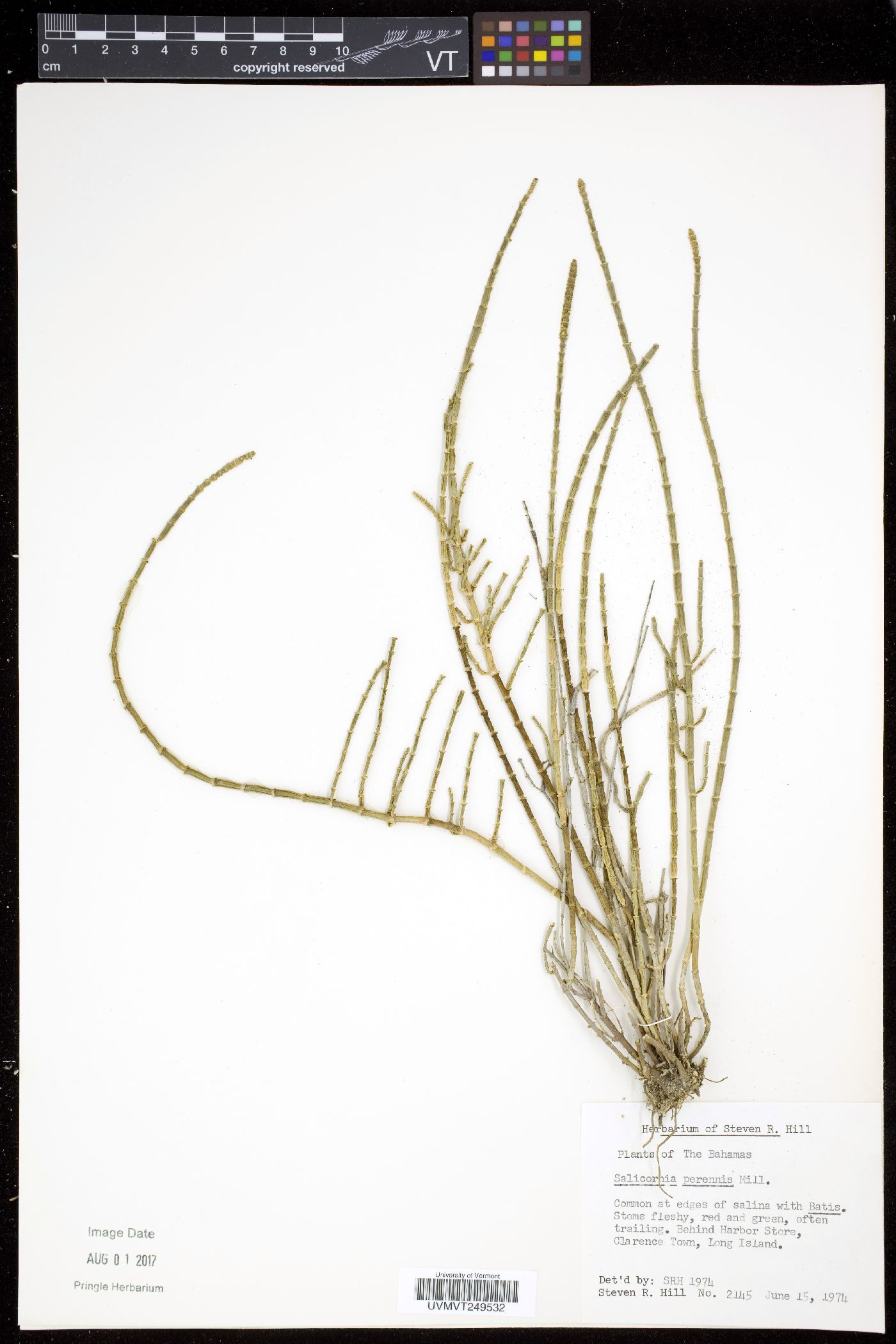 Salicornia perennis image