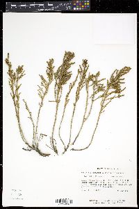 Salicornia virginica image