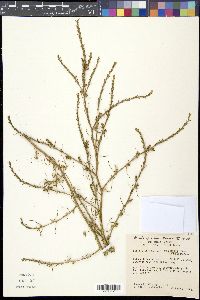 Salsola tragus image