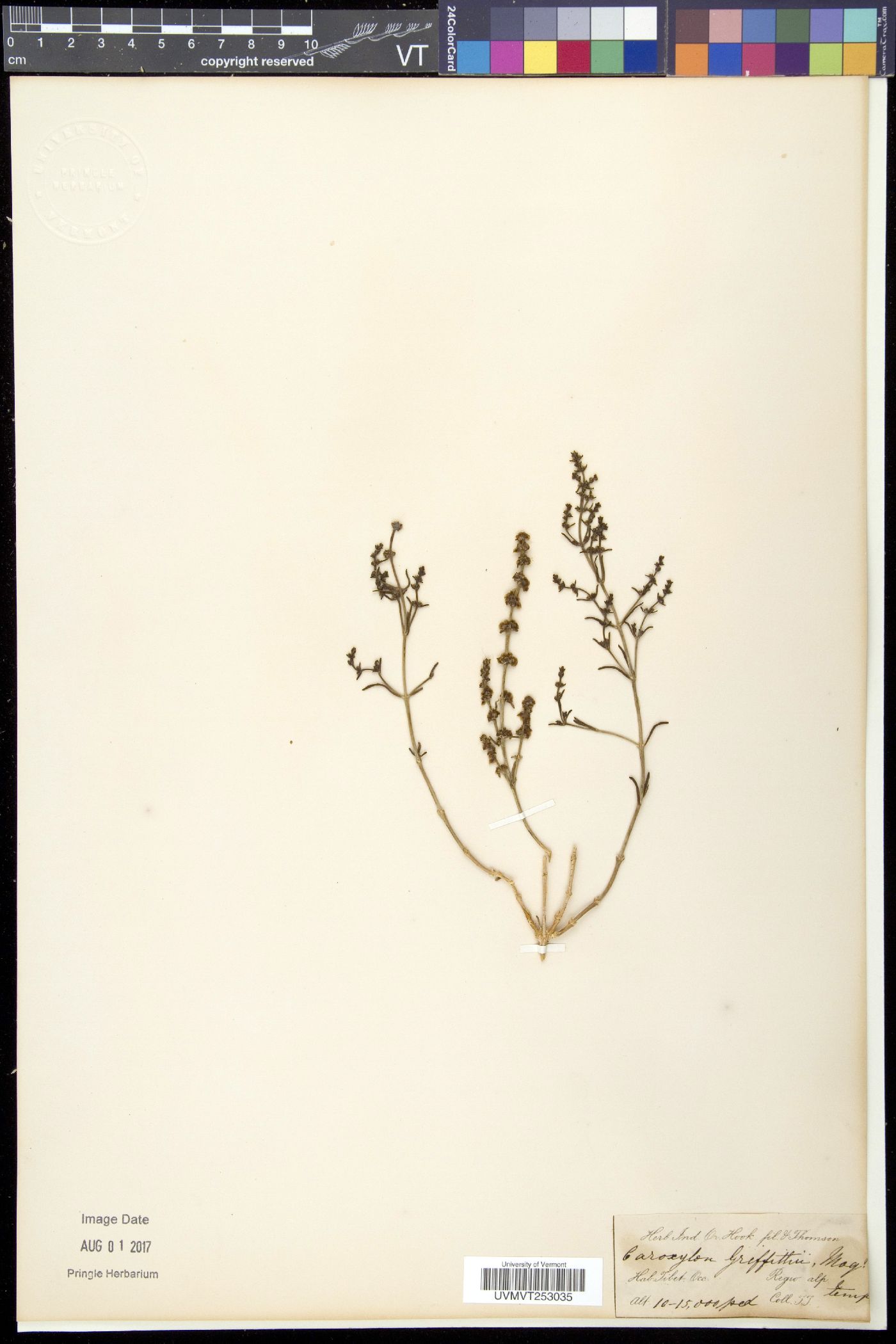 Haloxylon griffithii subsp. griffithii image