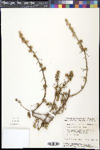 Salsola kali subsp. kali image