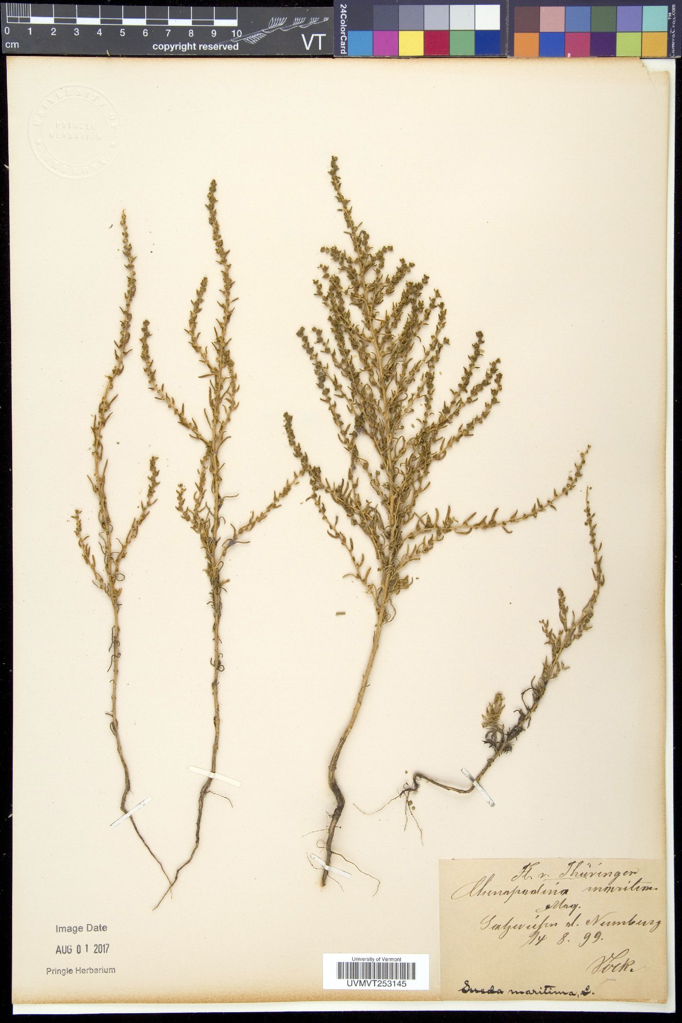 Suaeda maritima image