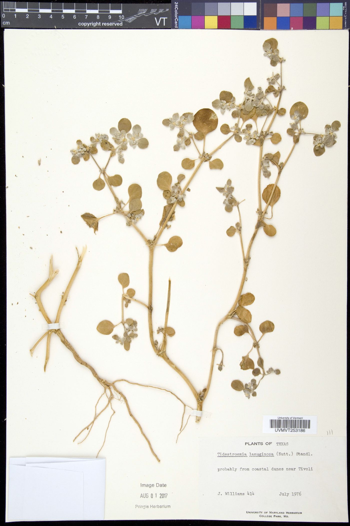 Trichinium image