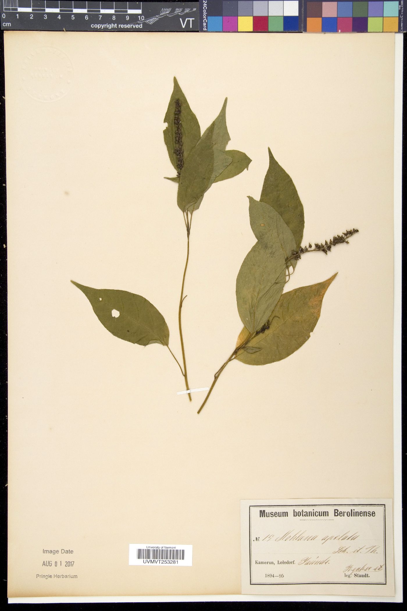 Petiveriaceae image
