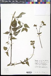 Mirabilis nyctaginea image