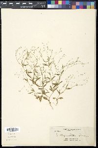 Mollugo stricta image