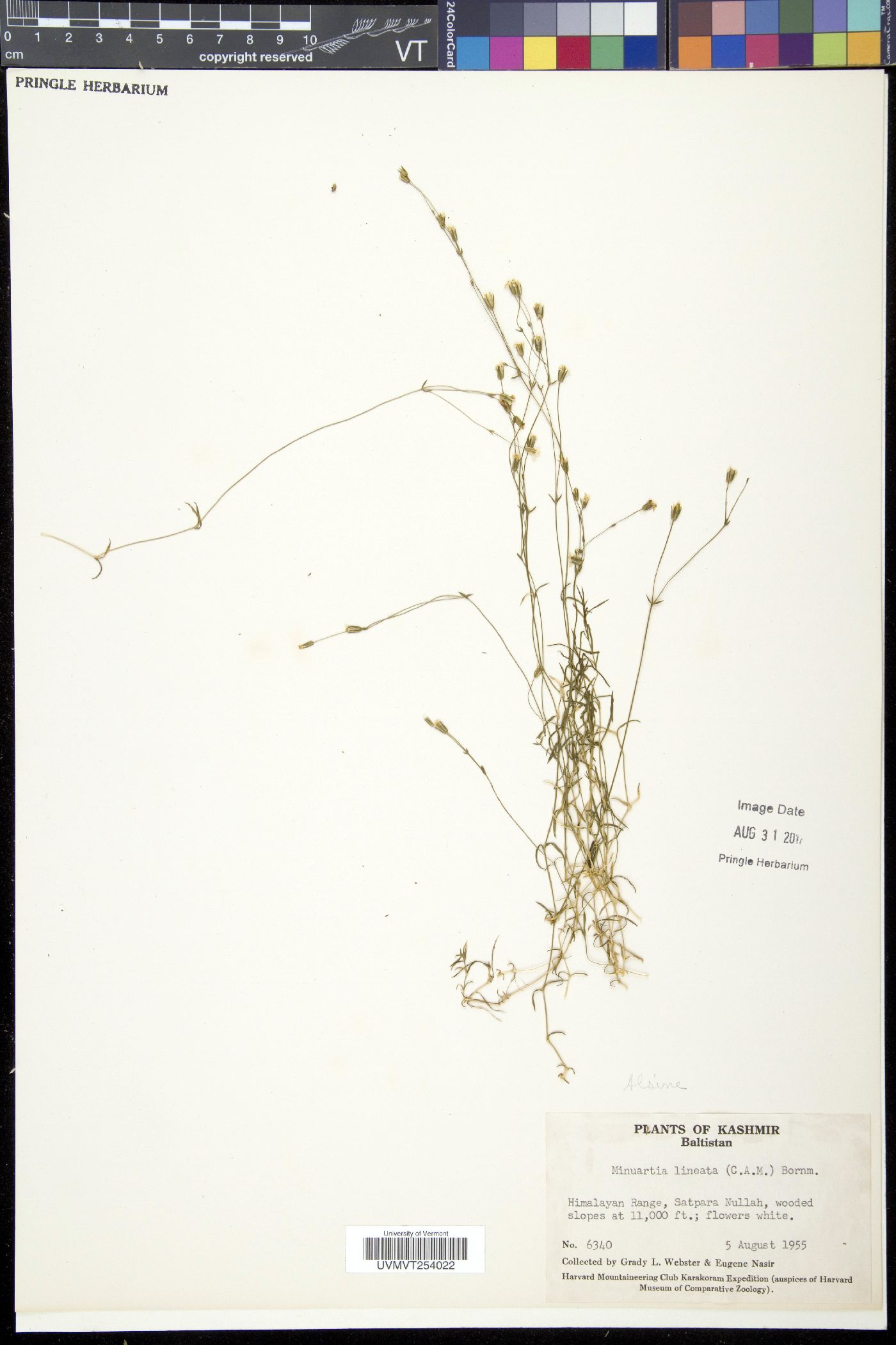 Minuartia lineata image