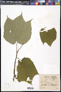 Alangium platanifolium image