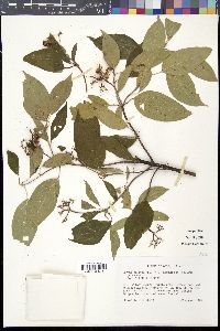 Cornus obliqua image