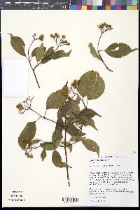 Cornus racemosa image