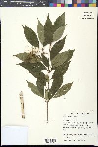 Cornus racemosa image