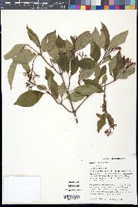 Cornus racemosa image