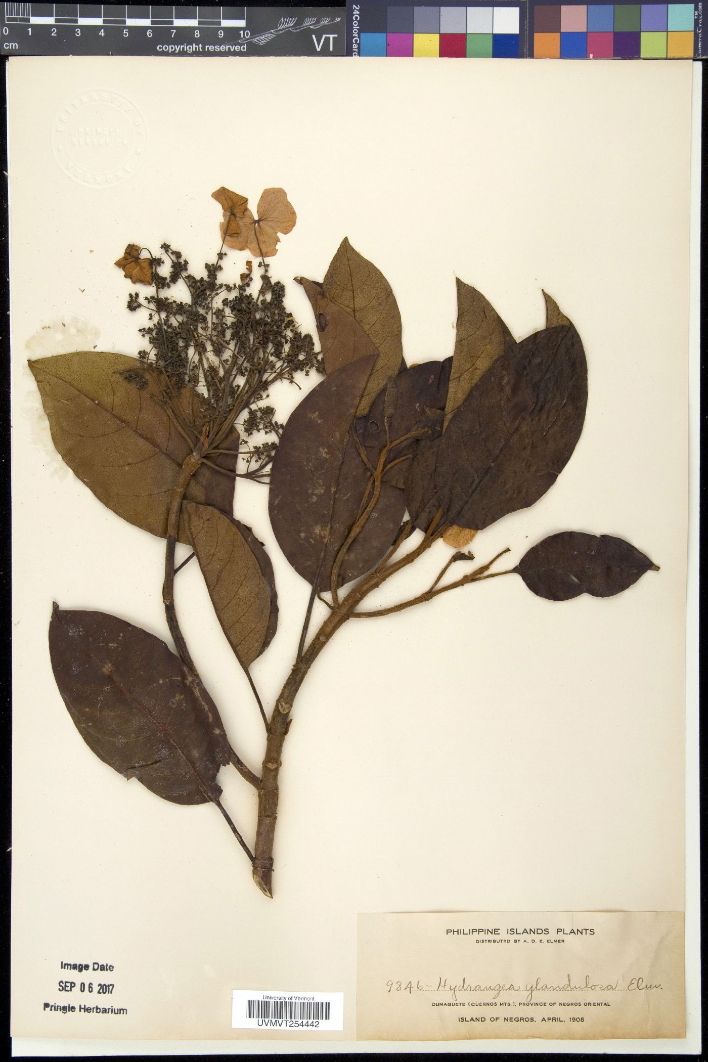 Hydrangea integrifolia image