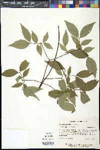 Philadelphus hirsutus image