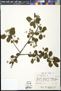 Nyssa sylvatica var. biflora image