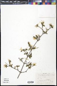 Deutzia grandiflora image