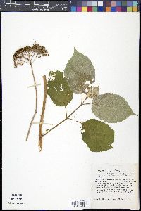 Hydrangea arborescens subsp. discolor image