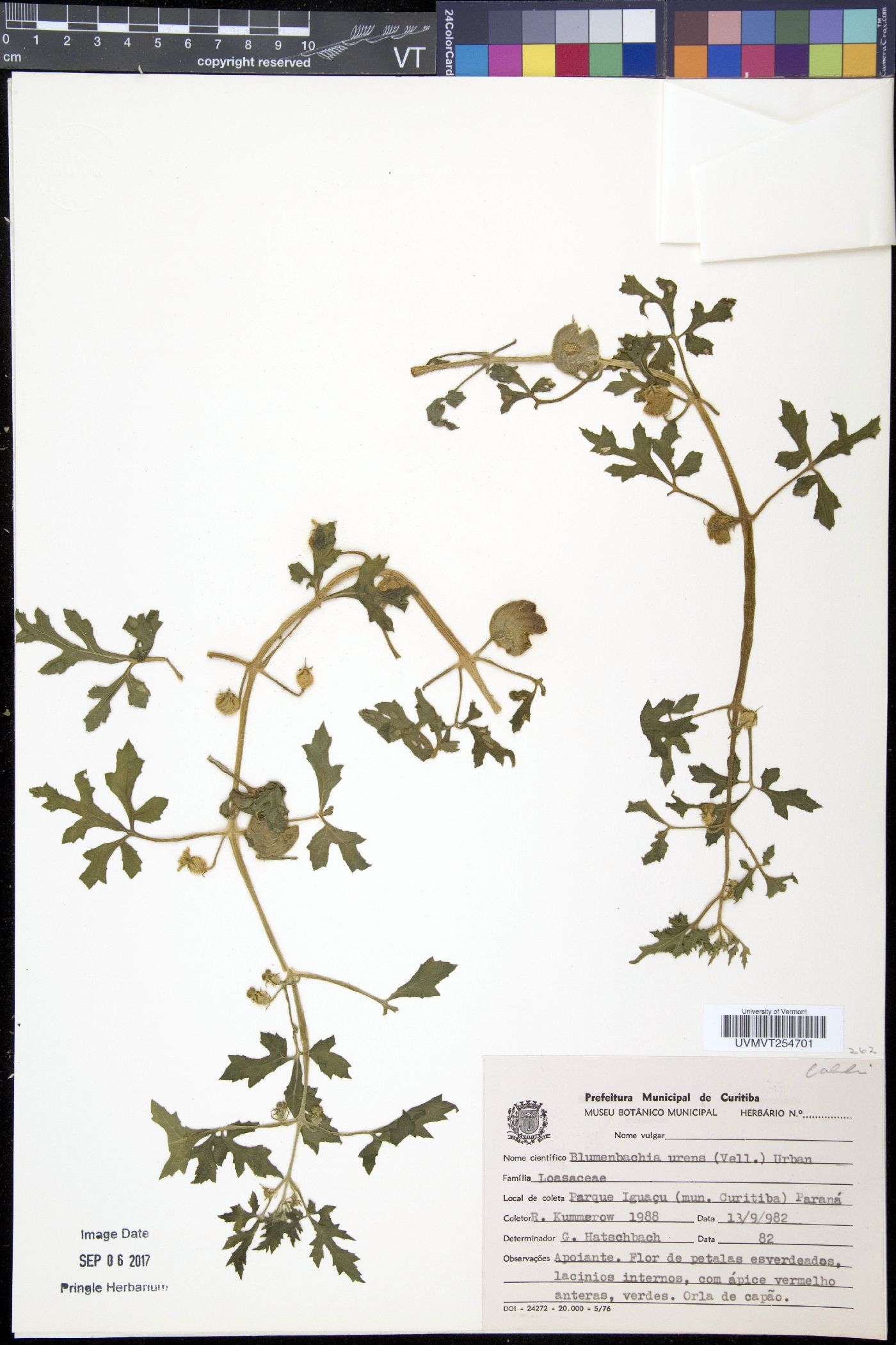 Blumenbachia latifolia image