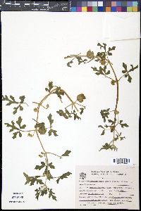 Blumenbachia latifolia image