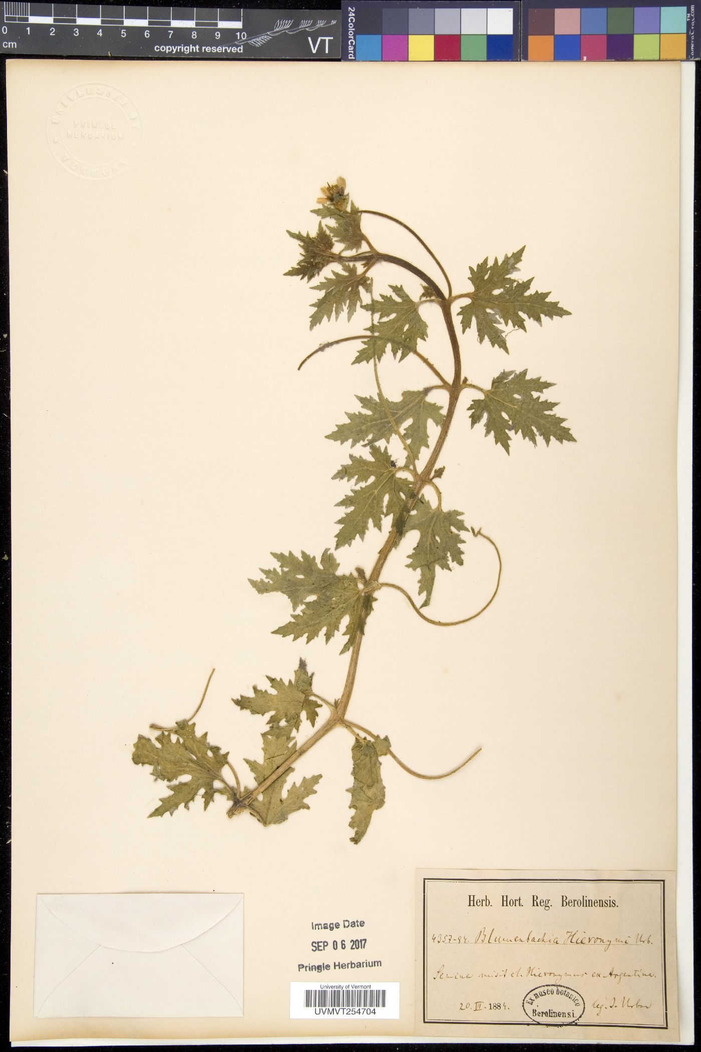 Blumenbachia image