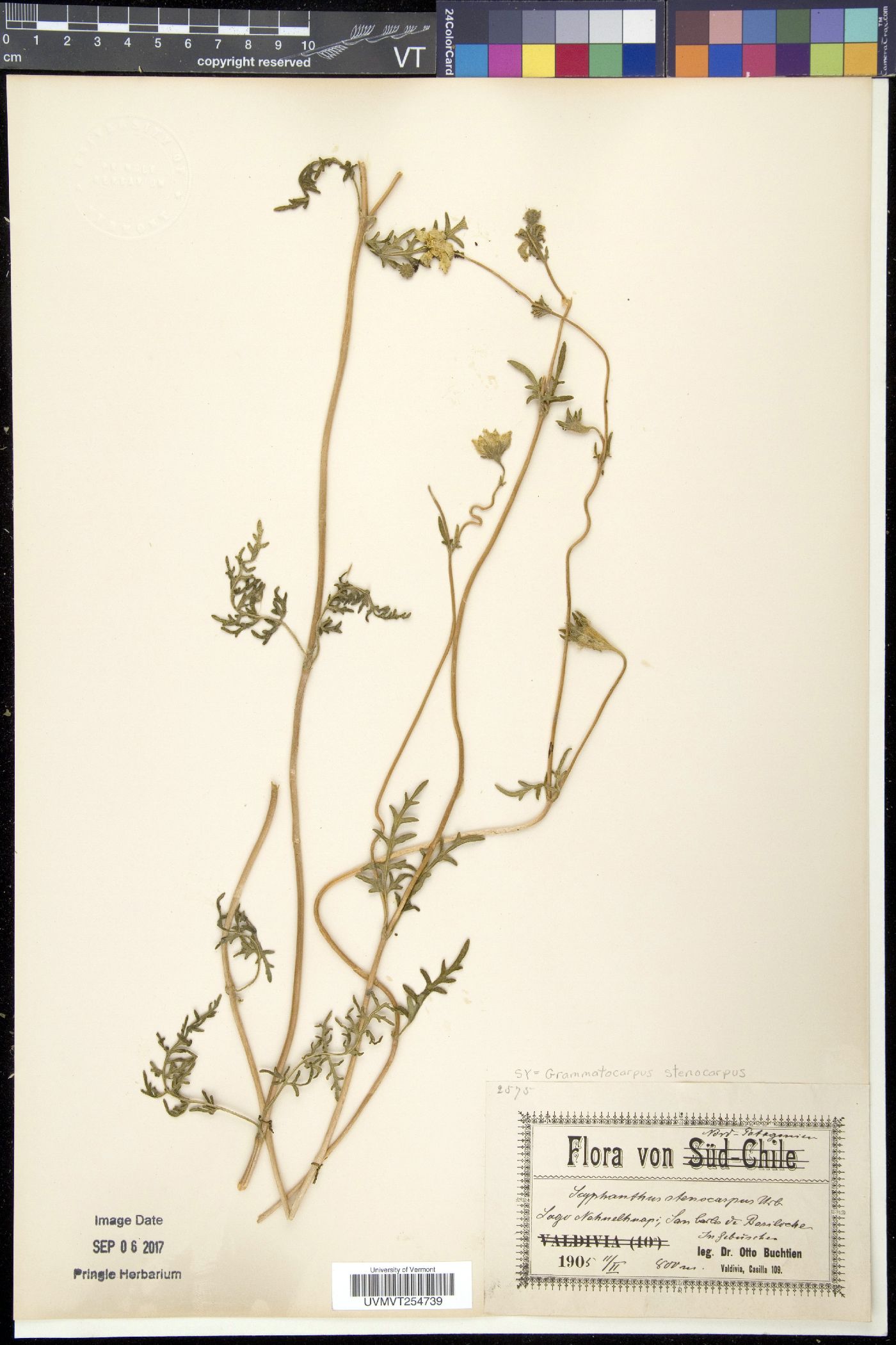 Grammatocarpus image