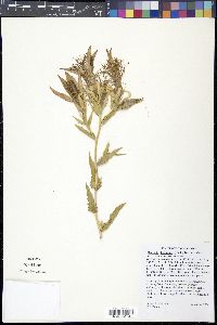 Mentzelia laevicaulis image