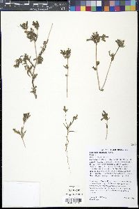 Mentzelia albicaulis image