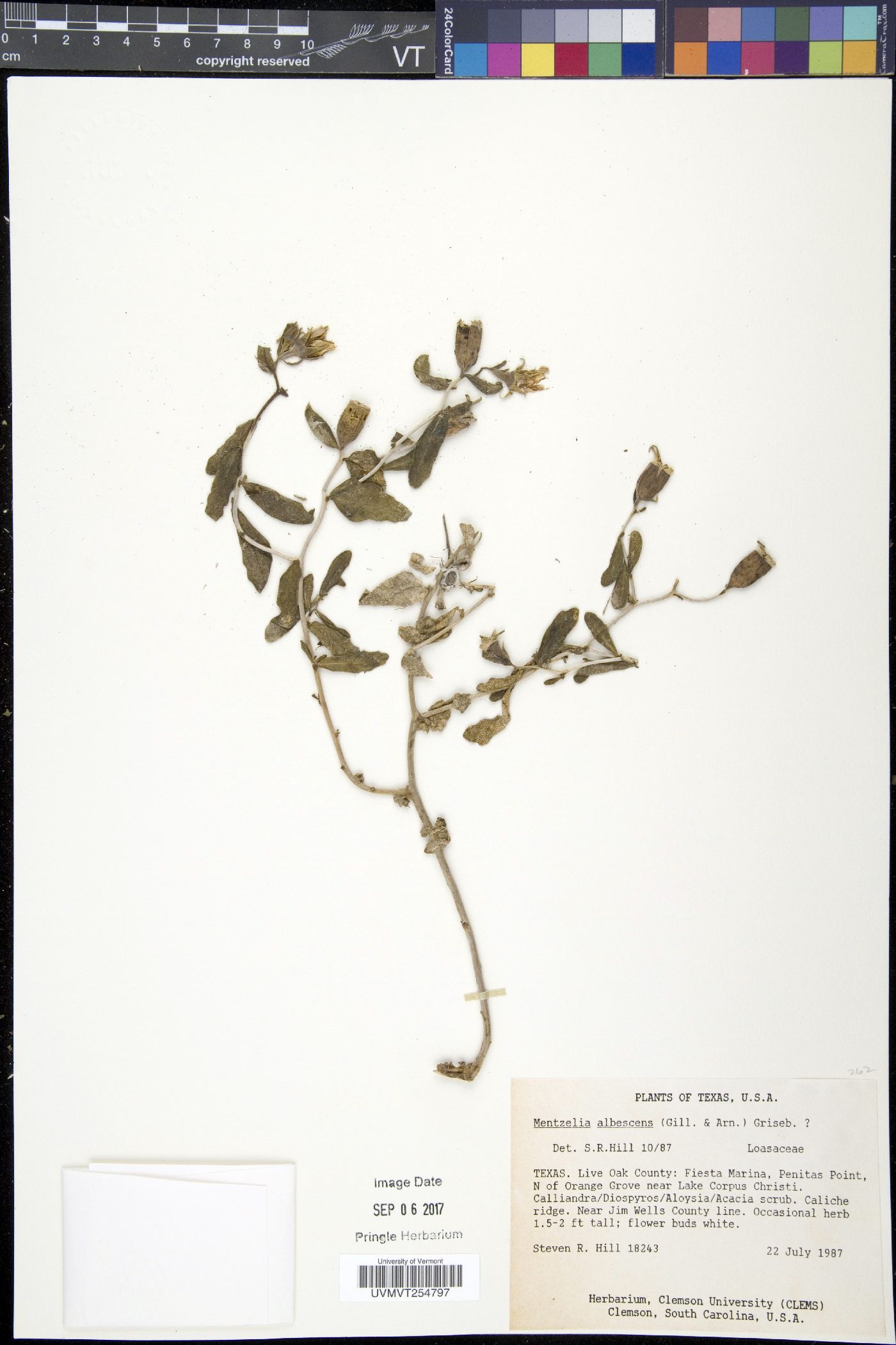 Mentzelia albescens image