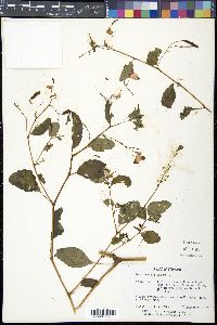 Impatiens biflora image