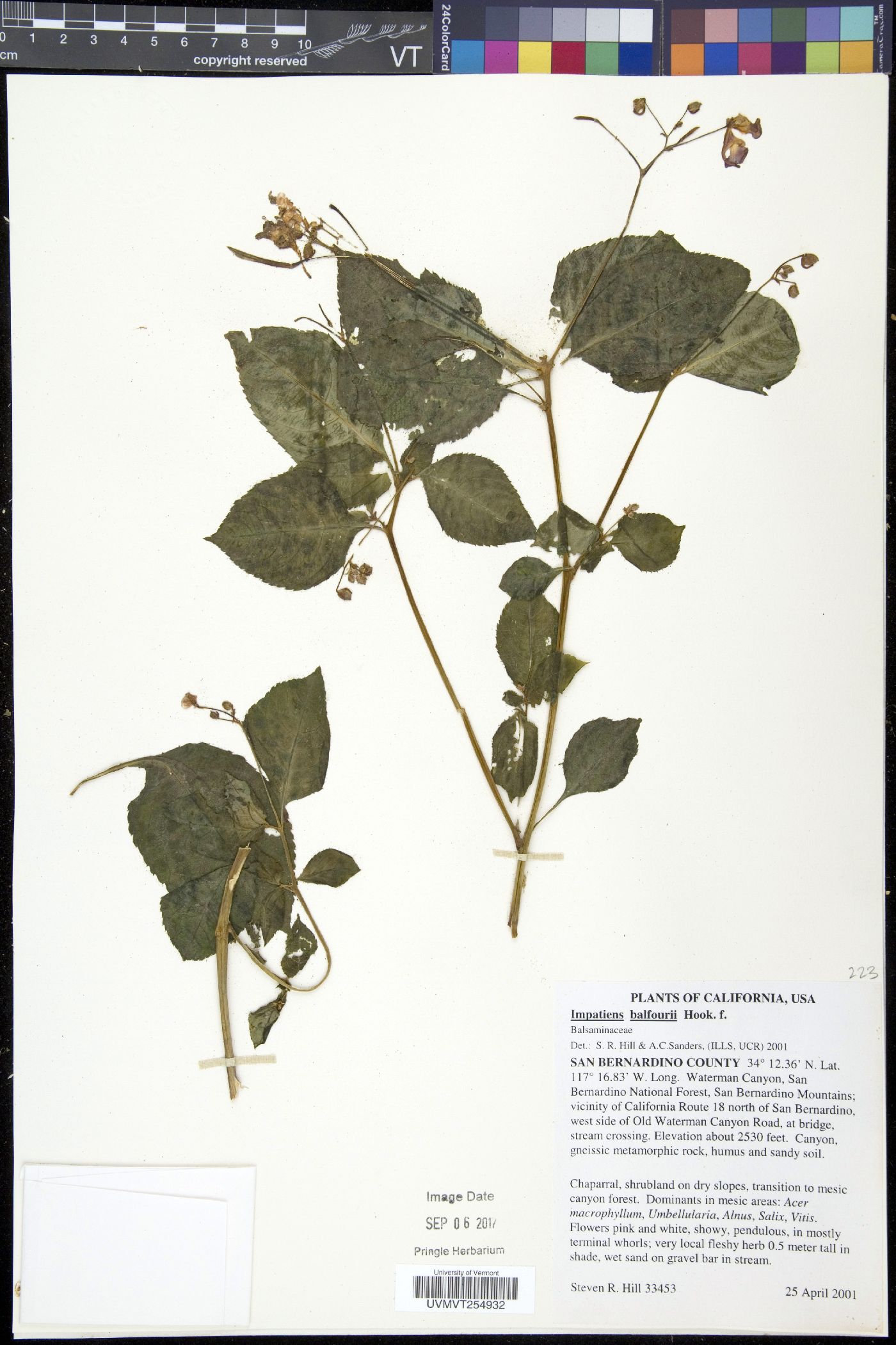 Impatiens balfourii image