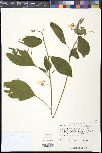 Impatiens pallida image