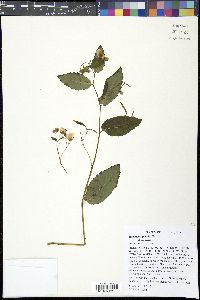 Impatiens pallida image