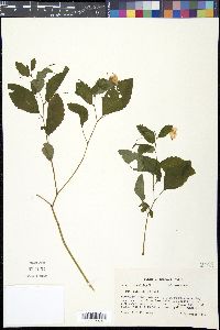 Impatiens pallida image